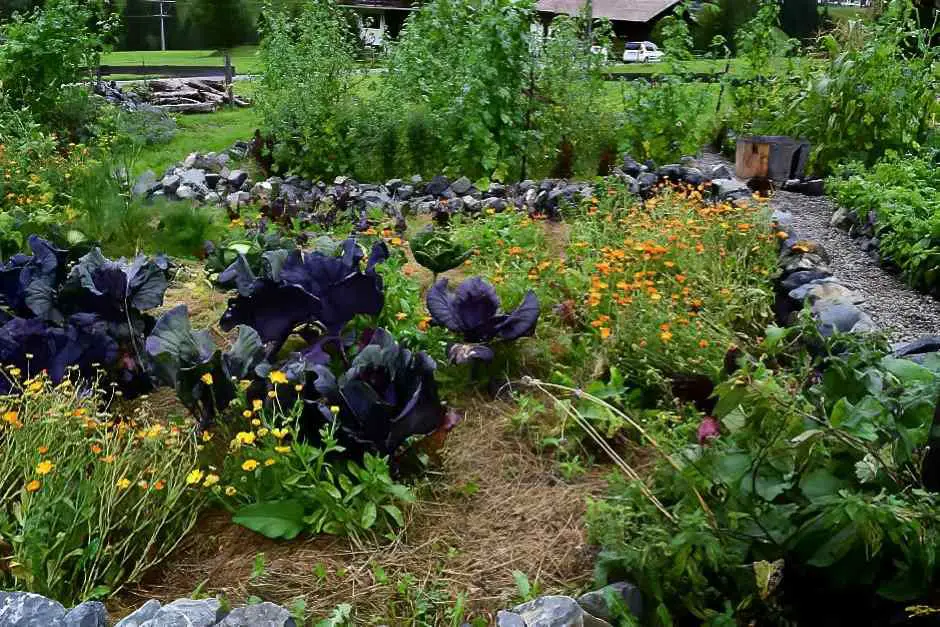 Cabbage heads wait for the harvest in the permaculture garden in Kleinwalsertal