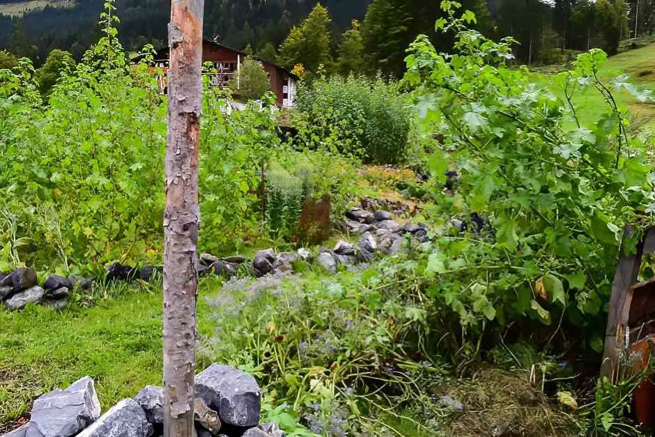 Kräuter und Sträucher in Andi Hallers Permakultur Garten im Kleinwalsertal