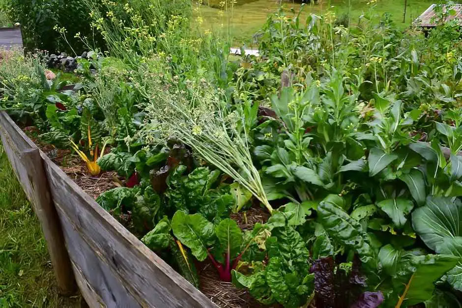 Chard in the raised bed