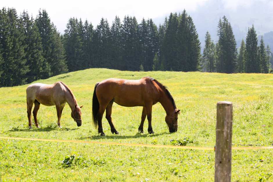 Horses in the pasture on a farm holiday in Bavaria