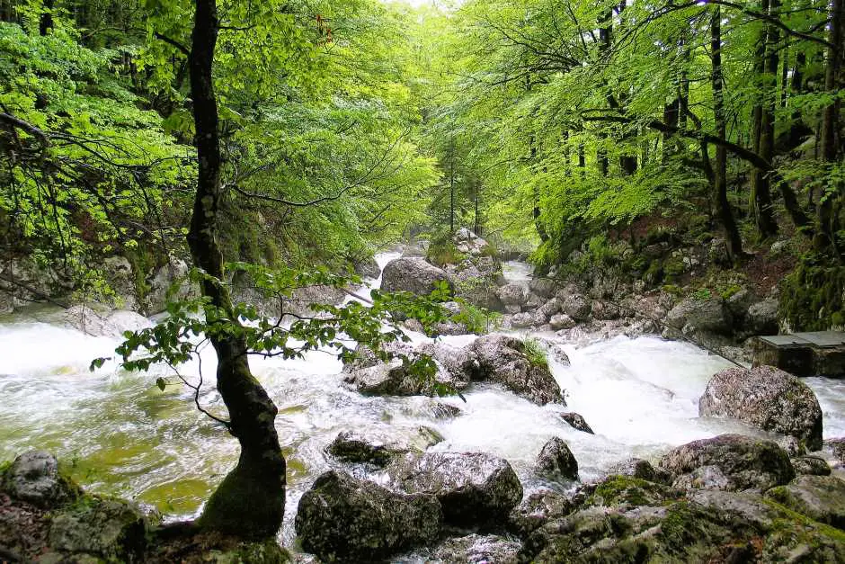 The Sava Bohinjka