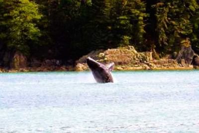 Juneau Whale Watching