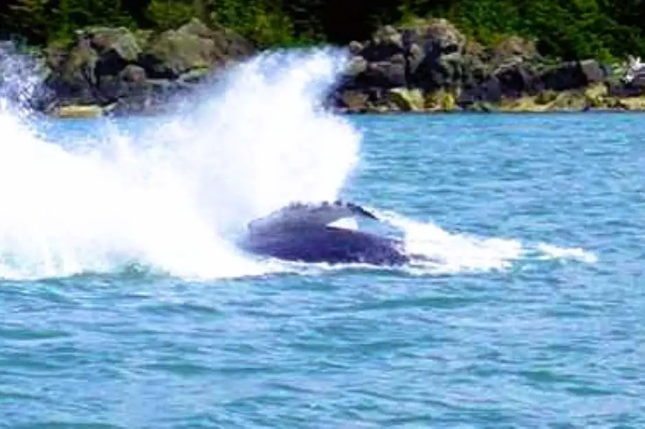 Whale watching off Juneau Alaska