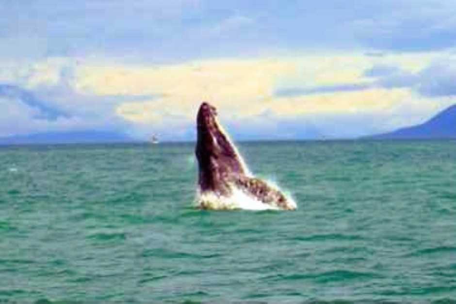 Spyhopping Whale off Juneau Alaska