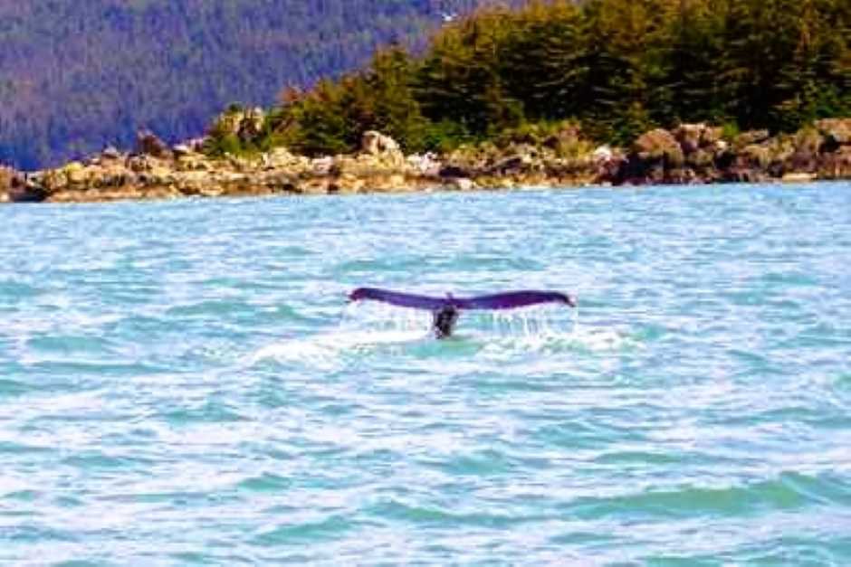 Wal Fluke beim Whale Watching Juneau