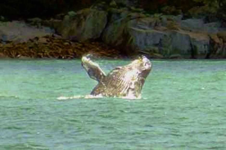 whale and sea lions