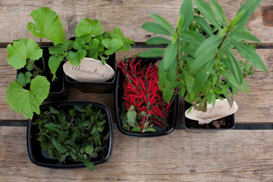 Collected wild herbs on a hike