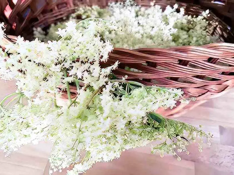 Harvest elderflowers