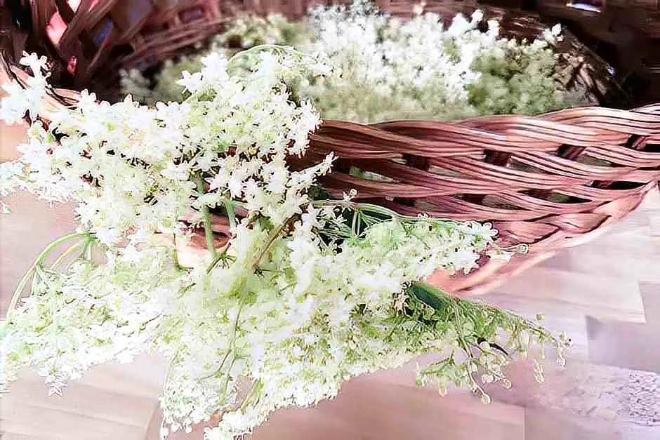 Harvest elderflowers