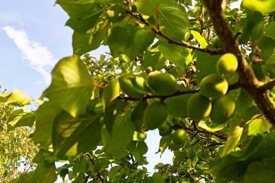 Young apricots