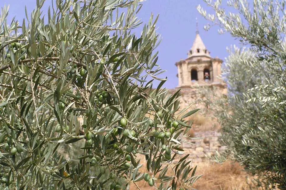 Organic olive oil directly from the producer