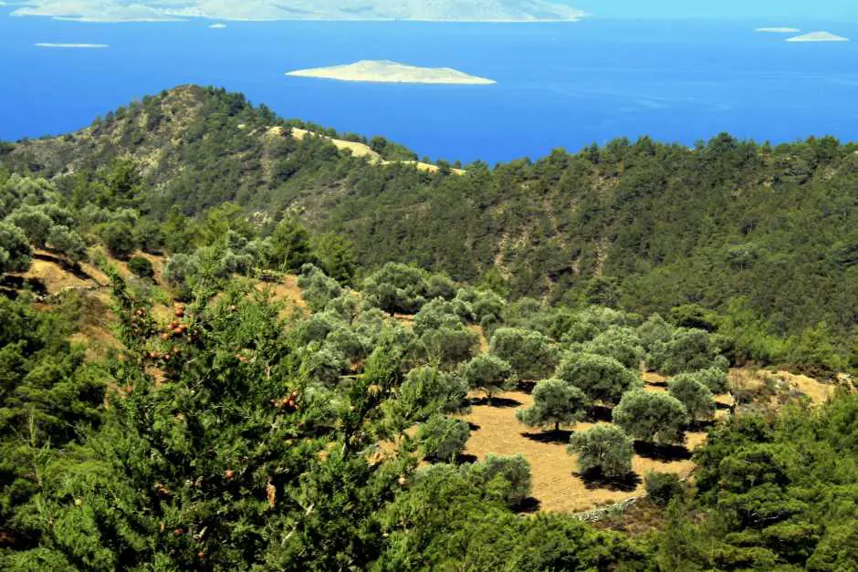 Olive oil directly from the producer