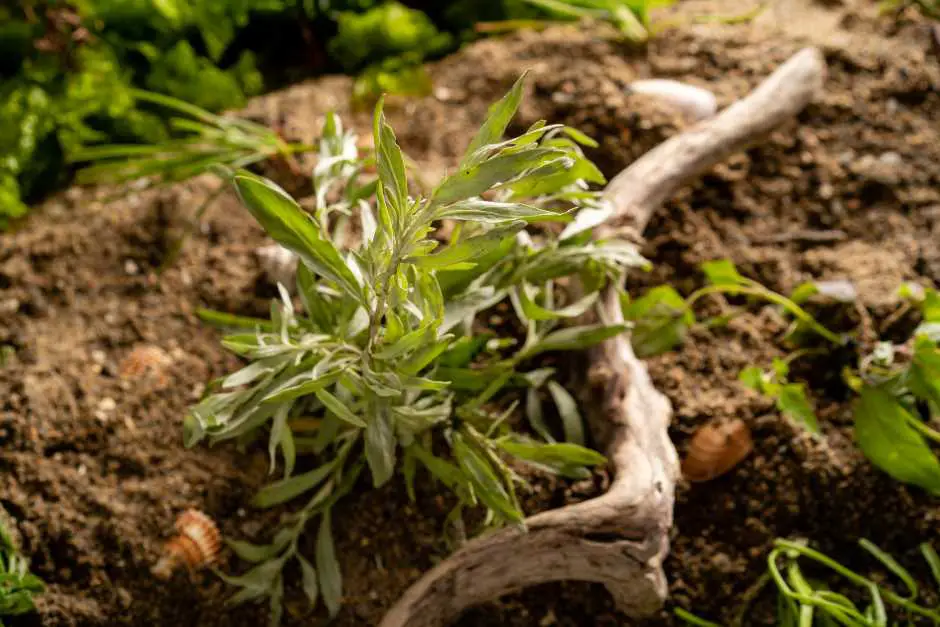 Wildkräuter sammeln in der Natur des Friaul