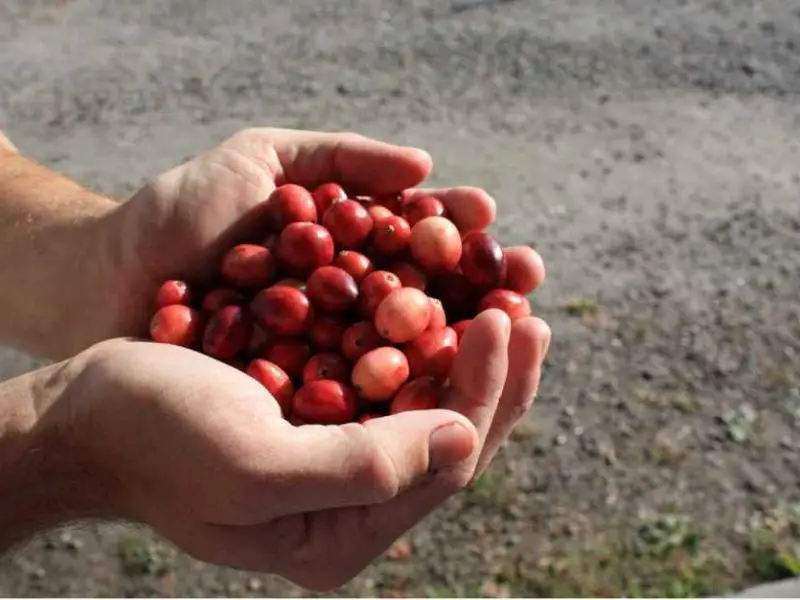 Wo kann man die Cranberry Ernte in Kanada sehen?