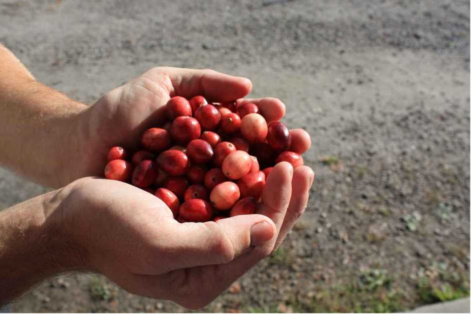 Where can you see the cranberry harvest in Canada?
