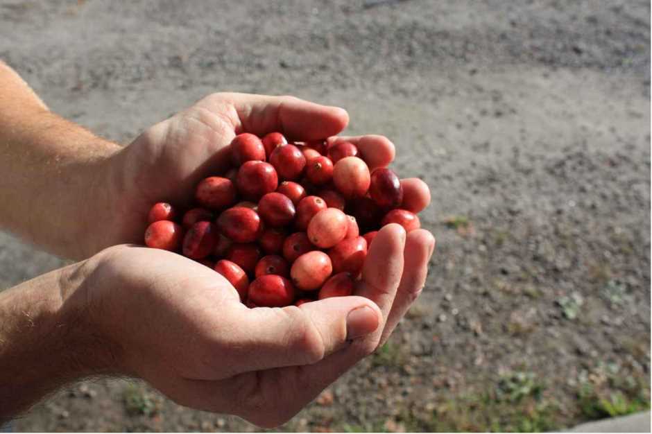 Cranberries