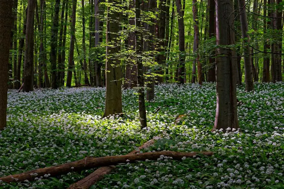 Waldlandschaft - nachhaltig reisen