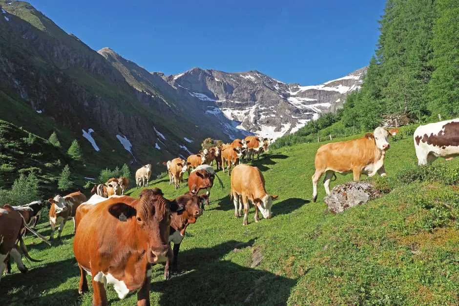 Cows on the pasture