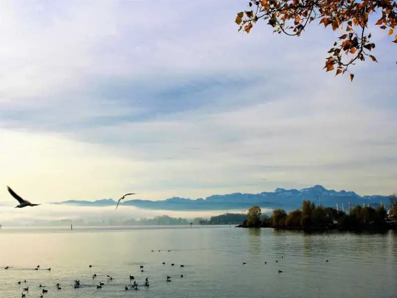 Seagulls on Lake Constance