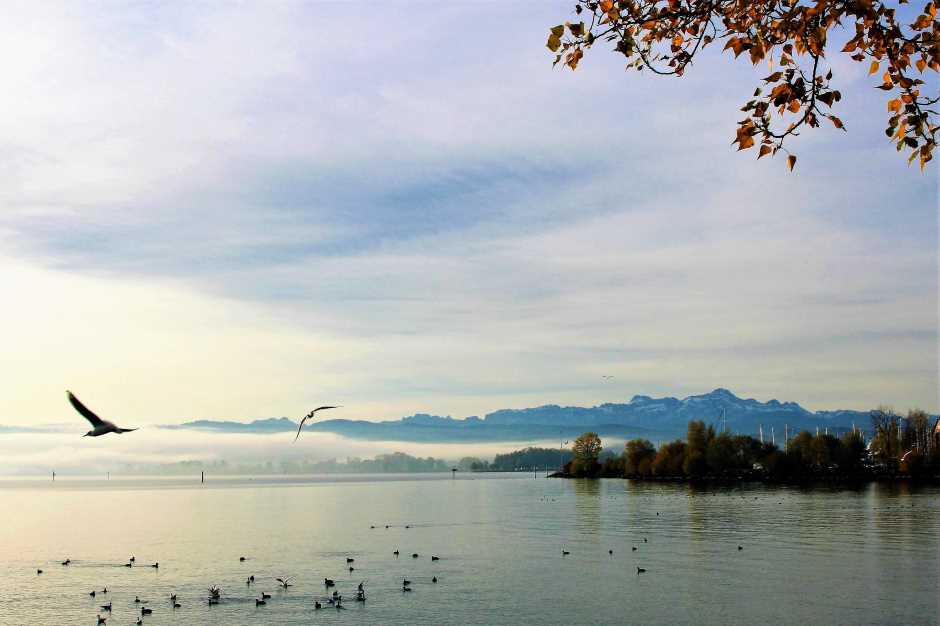Seagulls on Lake Constance