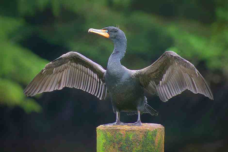 Cormorant