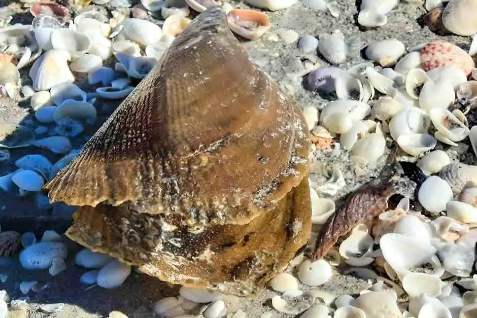 Muscheln auf Sanibel Island