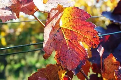 Red vine leaf