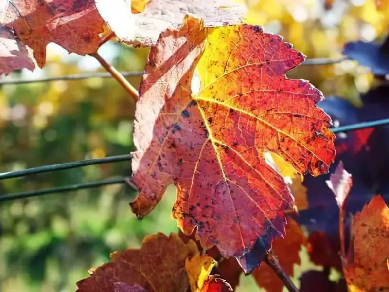 Rotes Weinblatt