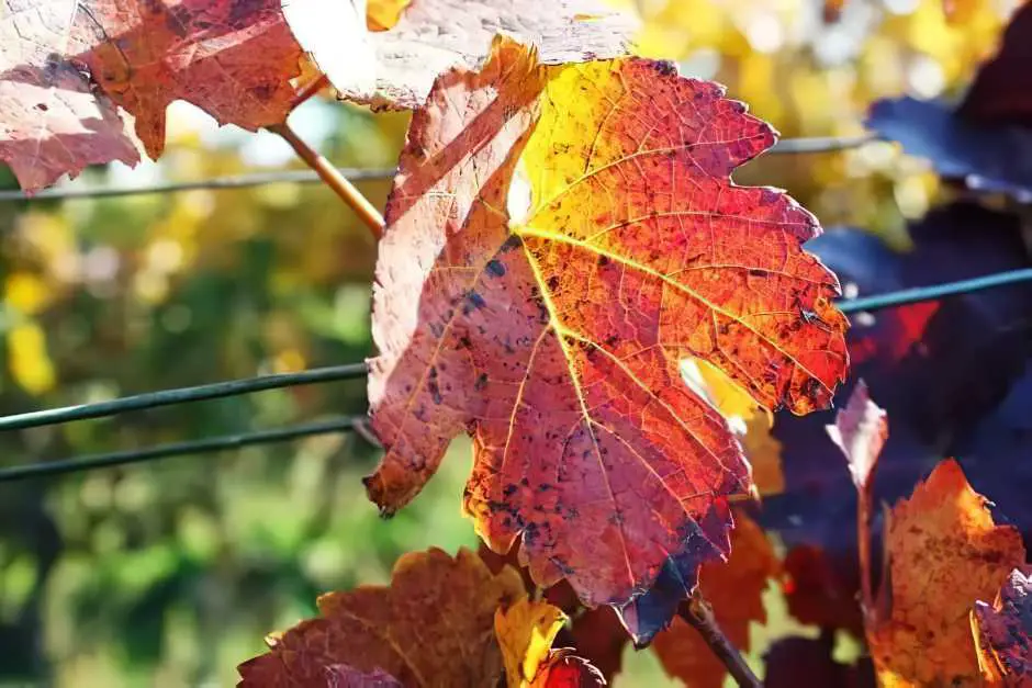 Autumn and wine in Burgenland