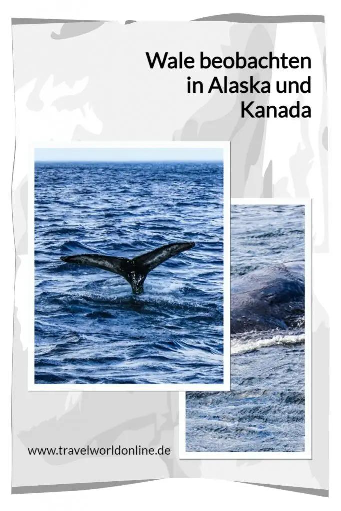 Whale watching in Alaska and Canada - Whale Watching