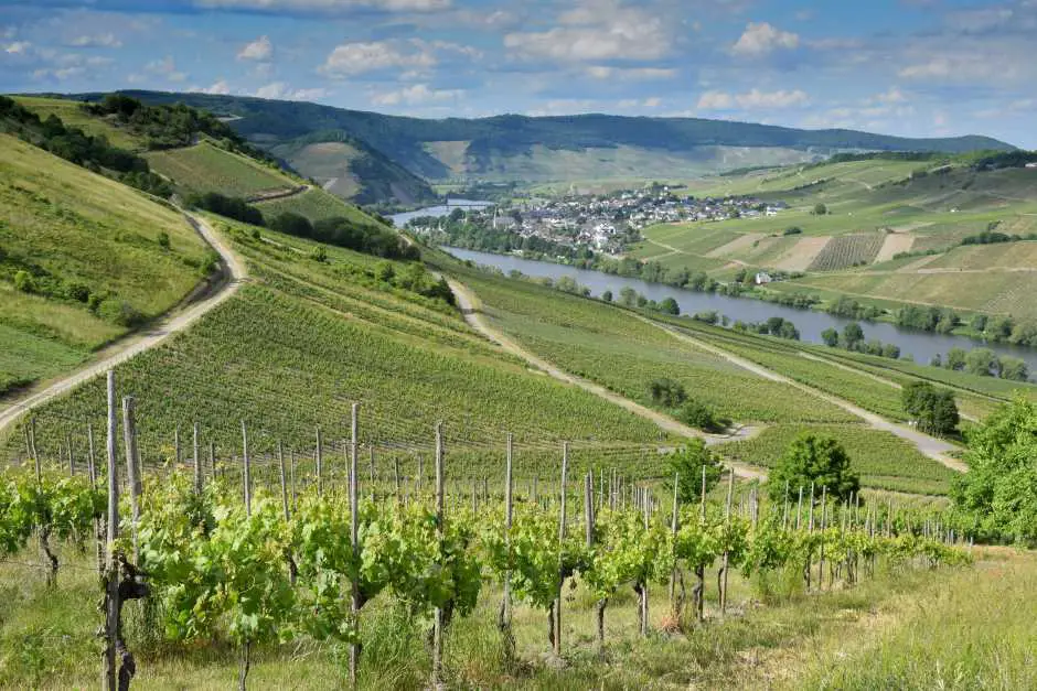 Hiking on the Moselle - hikes through the vineyards