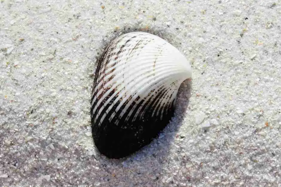Sanibel Island Muscheln