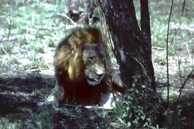 Male lion on safari
