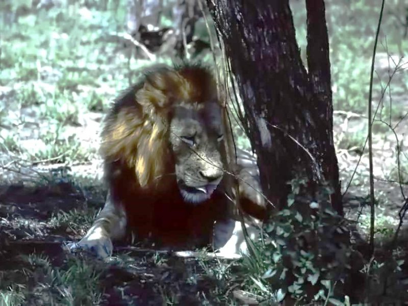 Männlicher Löwe auf Safari