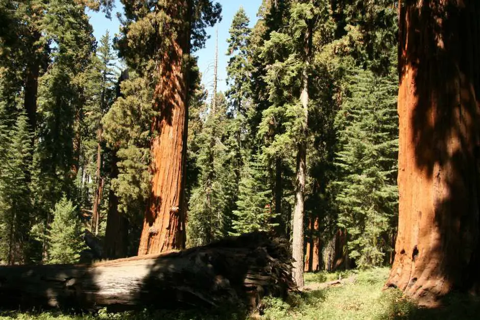 Redwood National Park