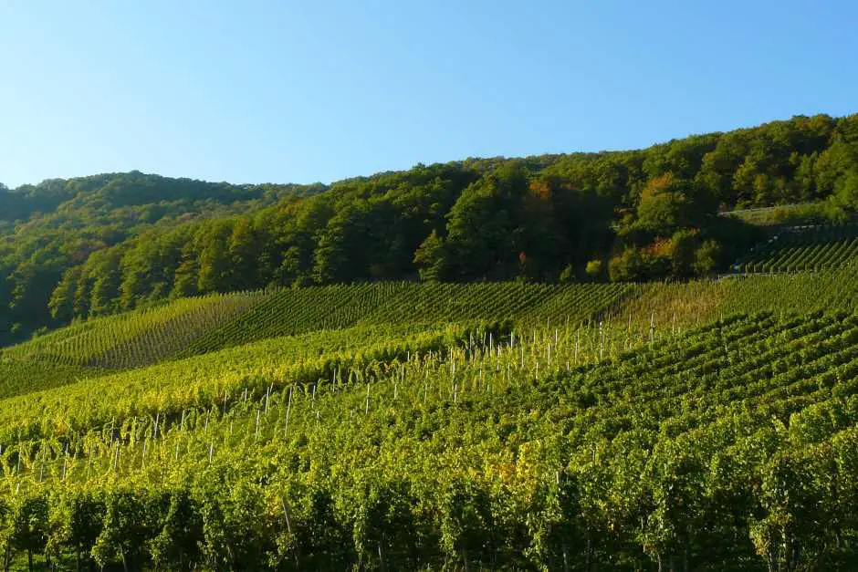 Wandern an der Mosel