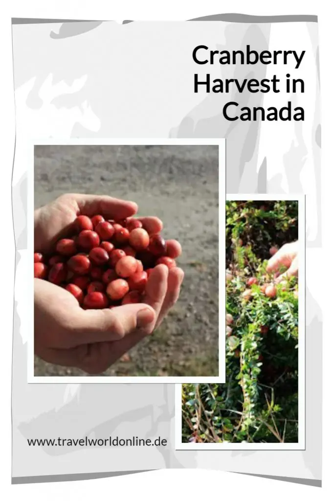 Cranberry Harvest in Canada - Cranberry Ernte in Kanada