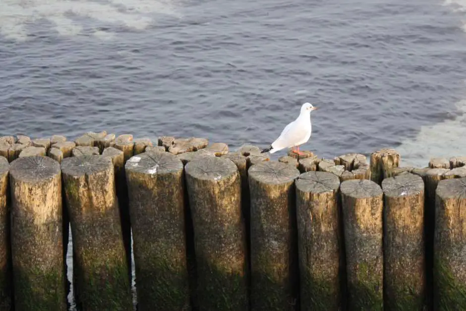 Seagull on the groynes - Sights in and around Kuehlungsborn