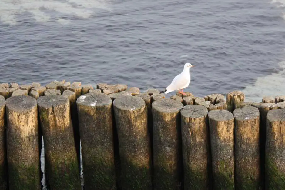 Möwe auf den Buhnen - Sehenswürdigkeiten Kühlungsborn und Umgebung