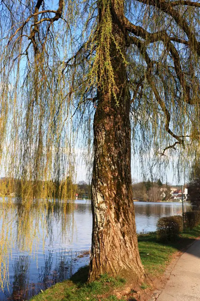 Am Stadtsee in Bad Waldsee