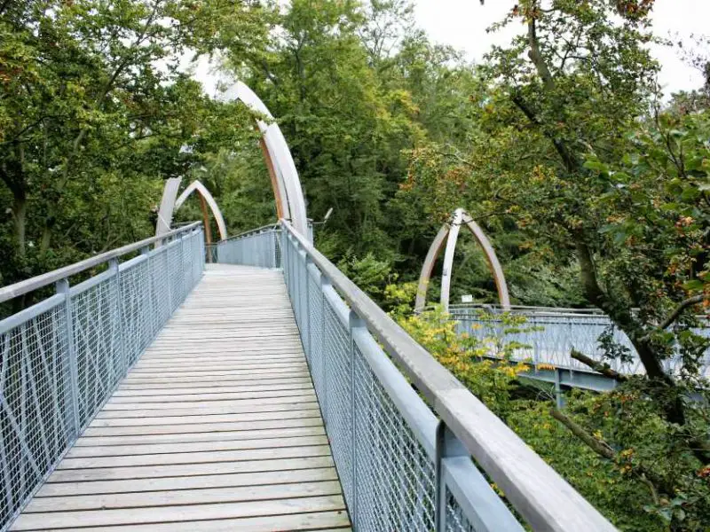 Treetop walks in Germany