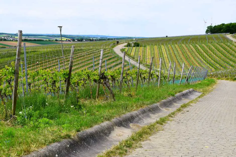 Vineyards near Wipfeld (c) TravelWorldOnline