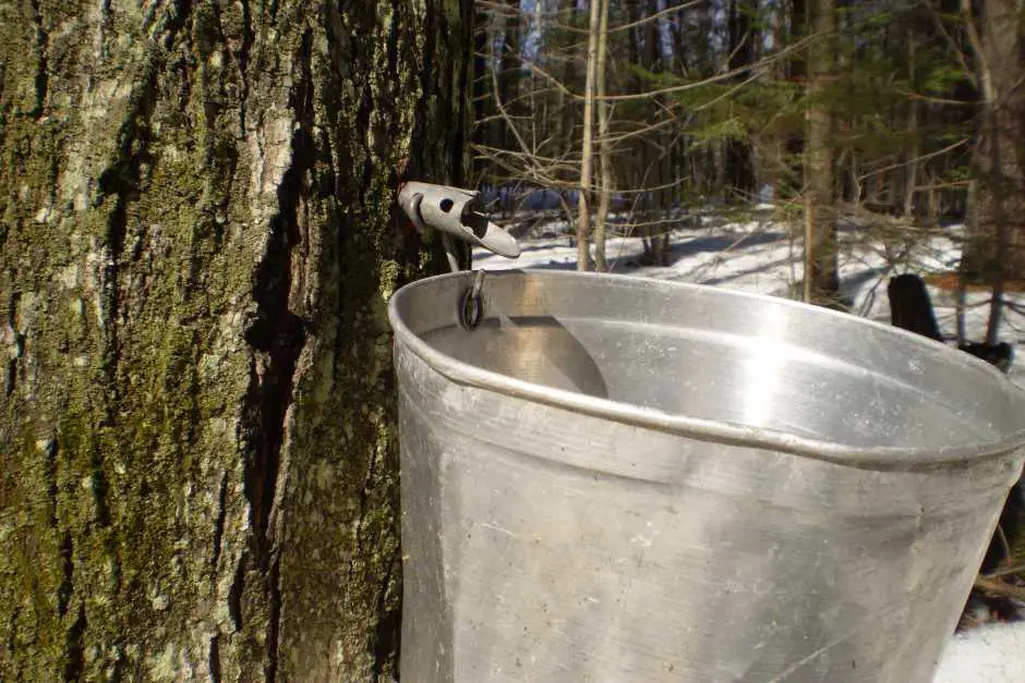 Maple Syrup Manufacturing