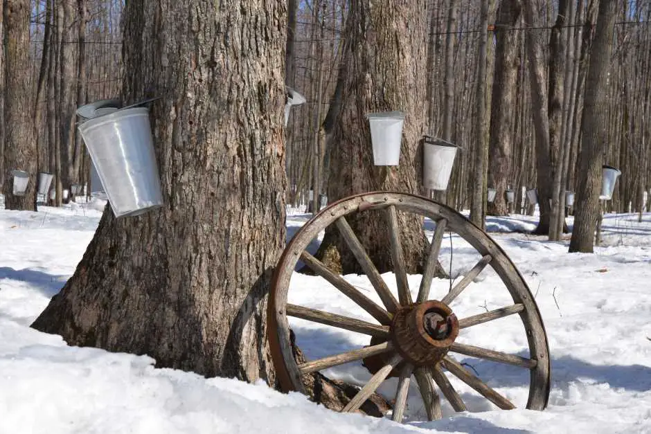 Maple Syrup Manufacturing