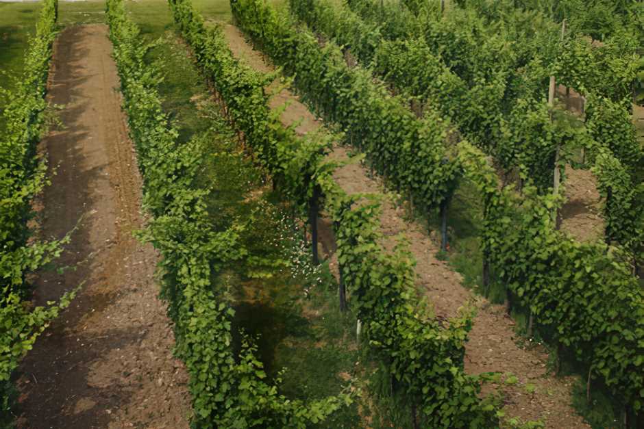 Vineyards near Langenlois