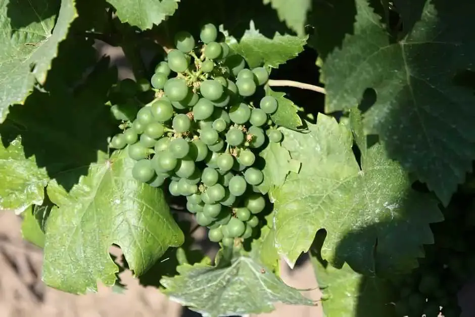 Grüner Veltliner and Riesling in Kamptal