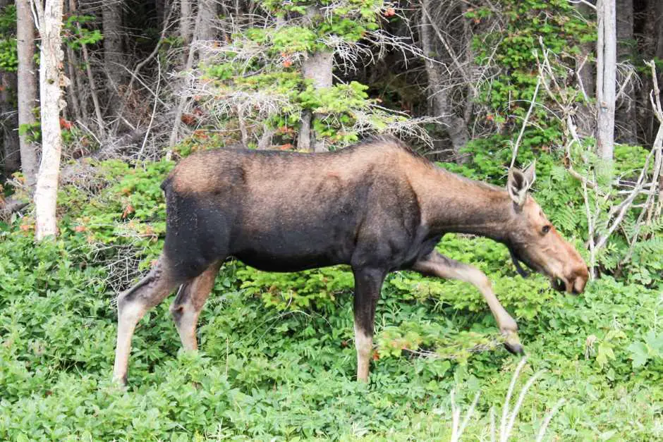 Moose hiking in Gros Morne National Park