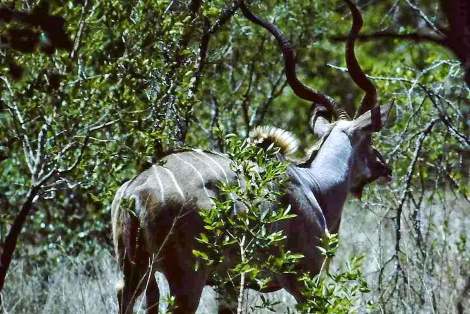 Observe kudu on Easter holiday in South Africa