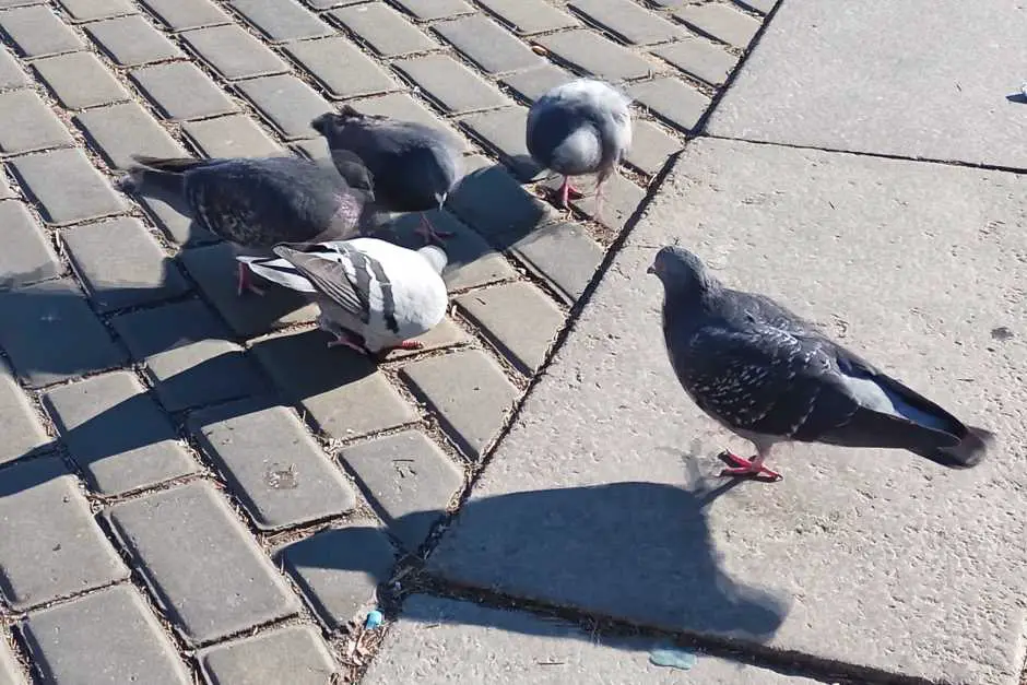 Pigeons in the main square