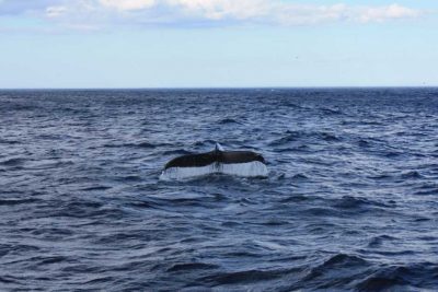Whale watching off St. John's Newfoundland